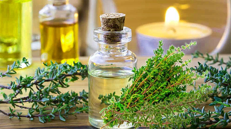 Cây xạ hương có tác dụng gì?