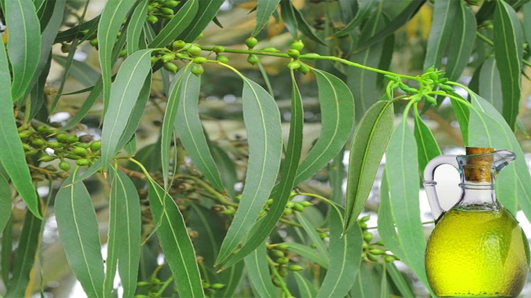 Lá bạch đàn có tác dụng gì La bach dan co tac dung gi