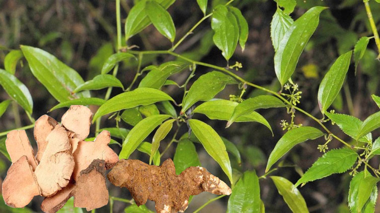 Cây kim cang chữa bệnh gì Cây kim cang chữa bệnh gì