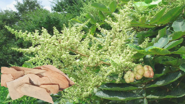Cây muối trị bệnh gì