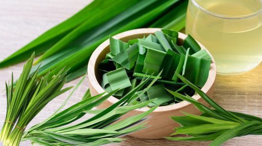 Cây cơm nếp có tác dụng gì?
