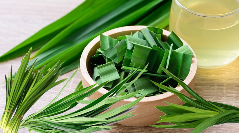 Cây cơm nếp có tác dụng gì?