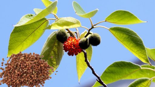Cây dướng có tác dụng gì?