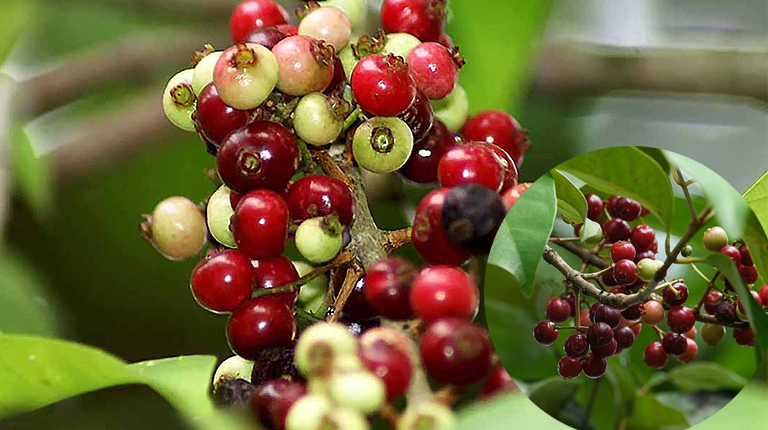 Cây sắn thuyền có tác dụng gì? 