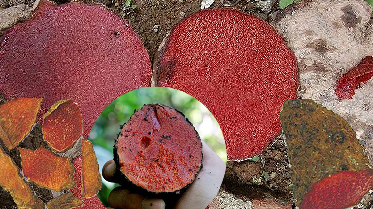 Củ nâu có tác dụng gì? 