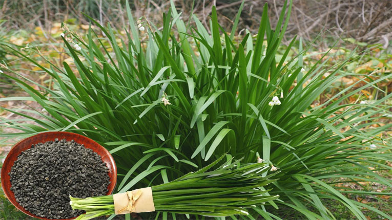 Hạt hẹ có tác dụng gì Hạt hẹ có tác dụng gì