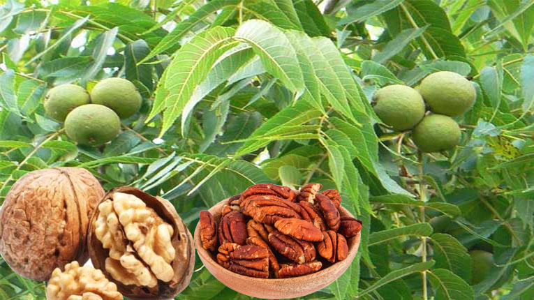 Hạt hồ đào có tác dụng gì Hạt hồ đào có tác dụng gì