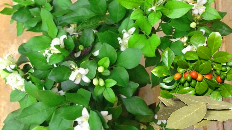 Cây nguyệt quế có tác dụng gì Cây nguyệt quế có tác dụng gì