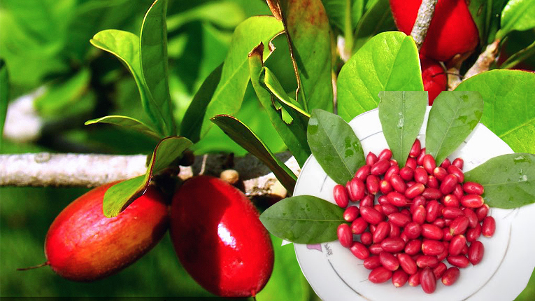 Cây thần kỳ có tác dụng gì?