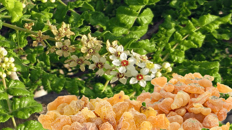 Nhũ hương có tác dụng gì?