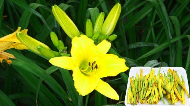 Hoa kim châm có tác dụng gì