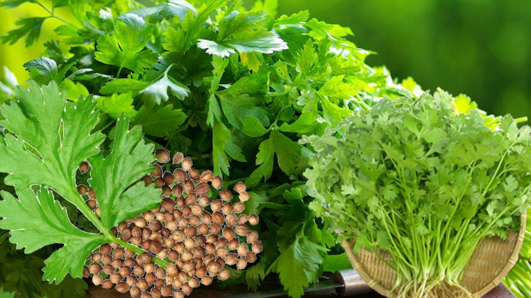 Hạt rau mùi có tác dụng gì?