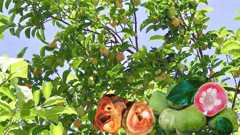Quả chay có tác dụng gì Quả chay có tác dụng gì