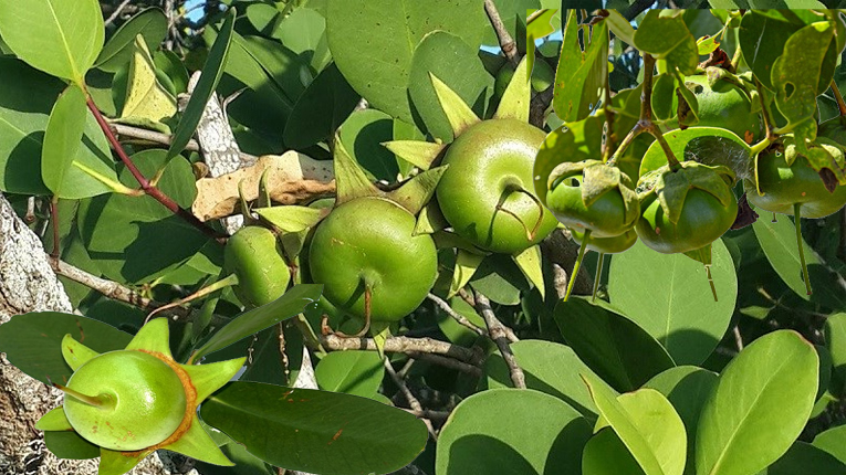 Trái bần có tác dụng gì?