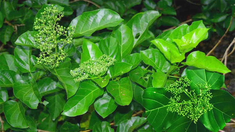 Cây lá gan có tác dụng gì? Những bài thuốc chữa bệnh từ cây lá gan