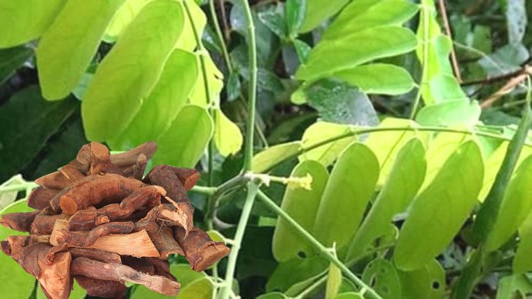 Cây mú từn có tác dụng gì