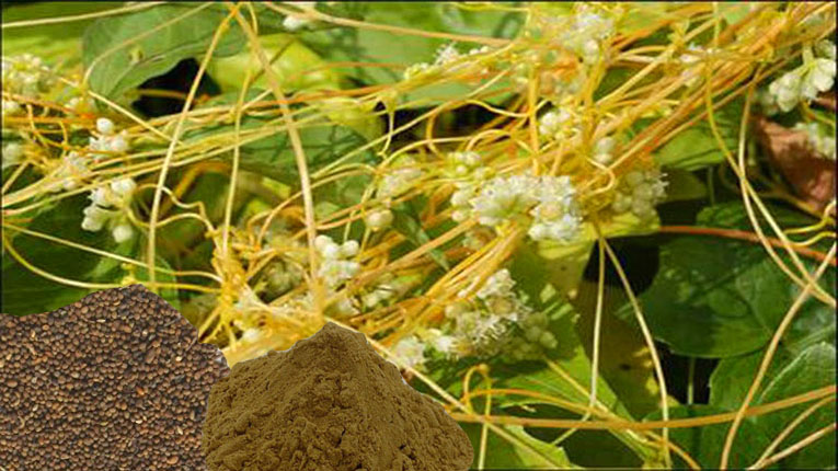 Dây tơ hồng xanh chữa bệnh gì Dây tơ hồng xanh chữa bệnh gì