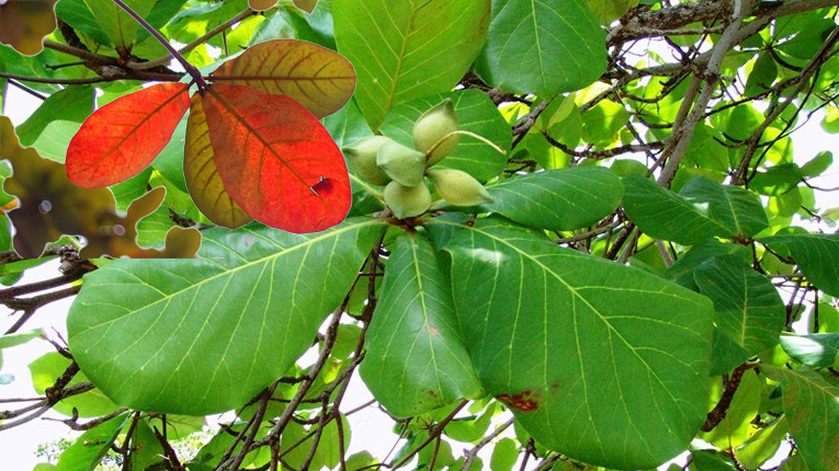 Lá bàng có tác dụng gì?
