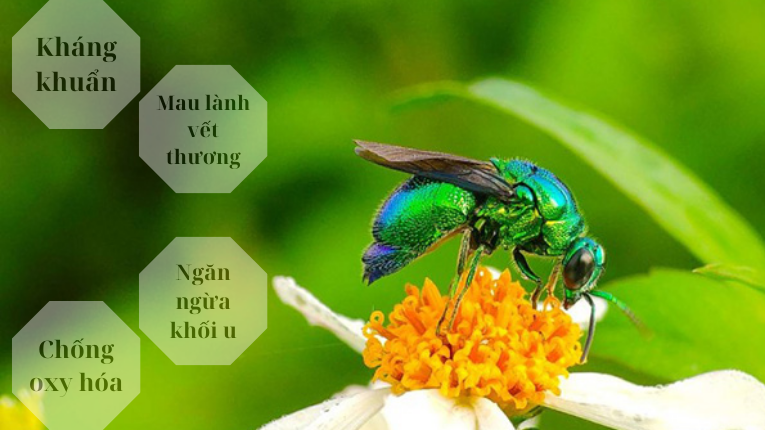 Keo ong xanh có tác dụng gì?